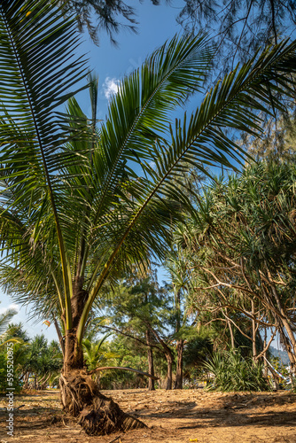 Beautiful straw hat on a palm tree branch. Straw hat and sunglasses. Beautiful nature.