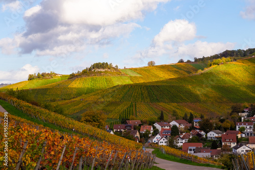 Vineyard with rows of grape vines in Germanys region Baden-Wuerttemberg