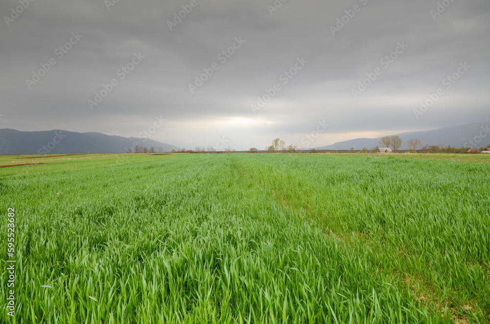 Cloudy day in fields in spring. Stormy clouds over the young wheat crops.