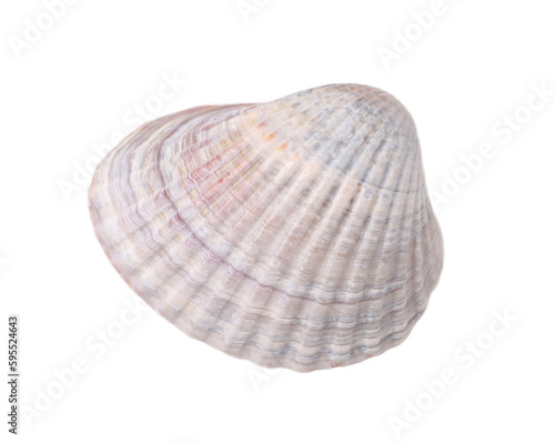 Gray seashell on white background