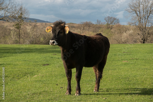 Young bull calf closeup on green grass meadow in countryside farm