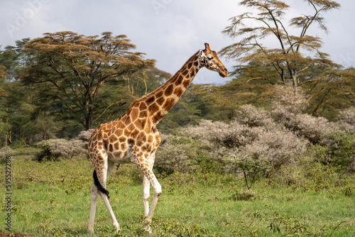Giraffe in the grass in Lake Nakuru National Park  Kenya  Africa.