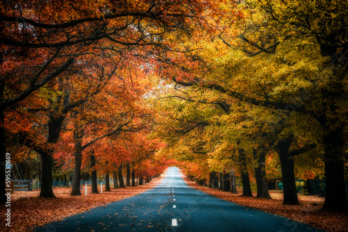 Scene of the Honour Avenue with the maple trees turning red in Mt Macedon in Autumn