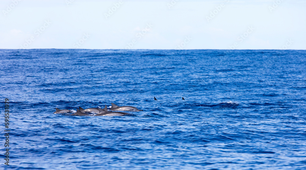 Obraz premium Some dolphins swimming in La Reunion