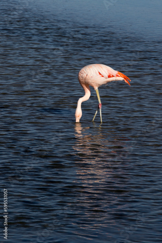 Photo of a pink flamingo