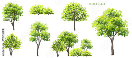 Vector green tree isolated on white background,watercolor painting for section and exterior landscaping and architecture ,biology concept,forest or garden