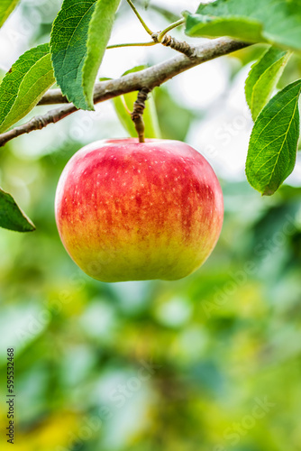 A fresh apple grow in the orchard