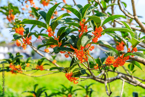 Beautiful osmanthus blooms on the osmanthus tree