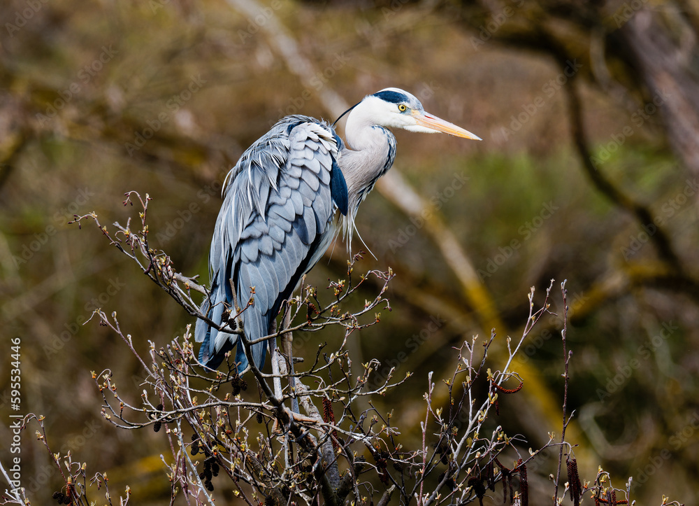 Fototapeta premium Gray heron (ardea cinerea) perching on branch