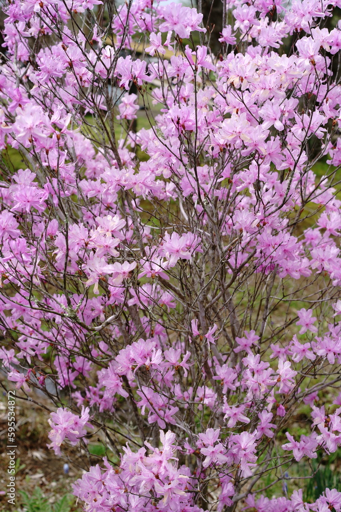 Spring is upon us. Let's go for a nice walk