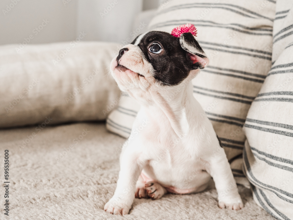 Cute puppy and flowers. Clear, sunny day. Close-up, indoors. Studio photo. Day light. Concept of care, education, obedience training and raising pet Cute puppy and flowers. Clear, sunny day. Close-up, indoors. Studio photo. Day light. Concept of care, education, obedience training and raising pet