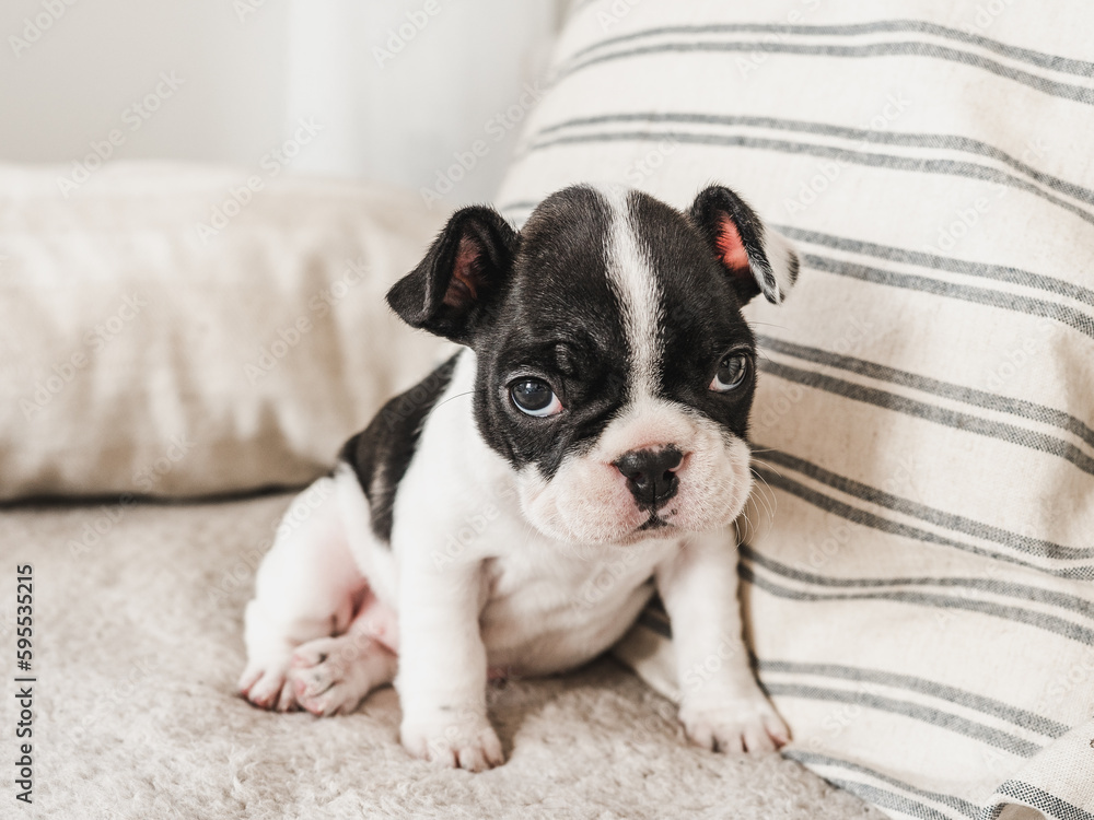 Cute puppy lying on the bed. Clear, sunny day. Close-up, indoors. Studio photo. Day light. Concept of care, education, obedience training and raising pet Cute puppy lying on the bed. Clear, sunny day. Close-up, indoors. Studio photo. Day light. Concept of care, education, obedience training and raising pet