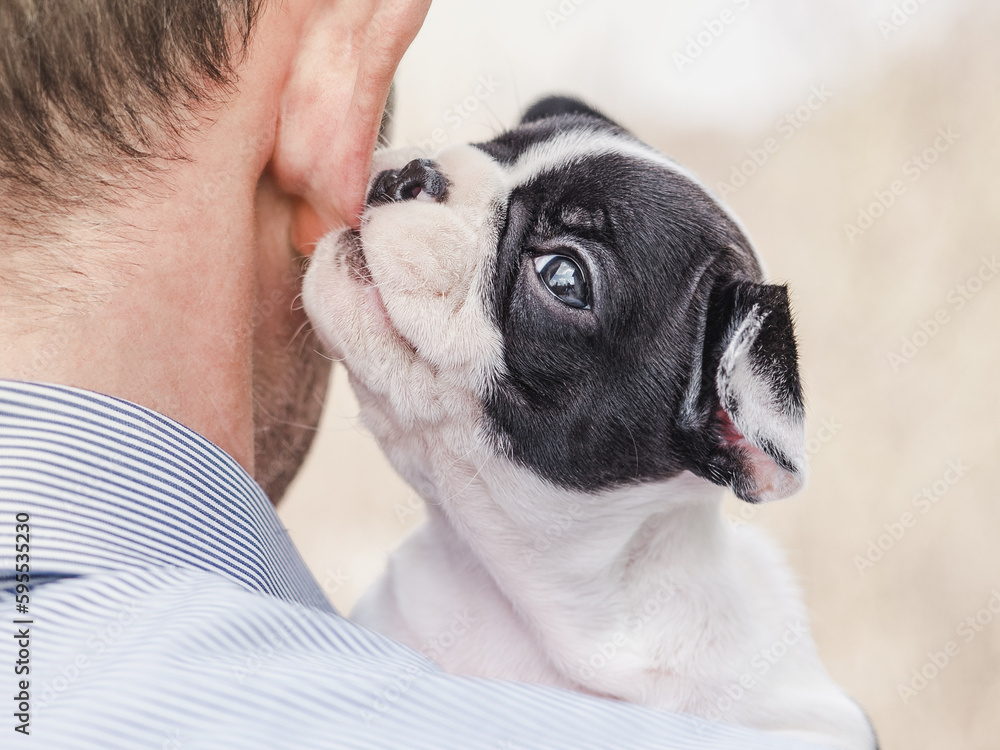 Cute puppy lying on a man's shoulder. Clear, sunny day. Close-up, indoors. Studio photo. Day light. Concept of care, education, obedience training and raising pets