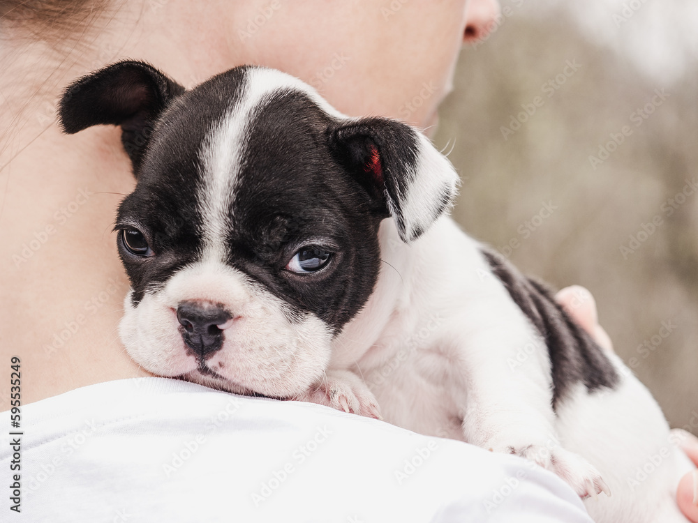 Cute puppy lying on a woman's shoulder. Clear, sunny day. Close-up, outdoors. Studio photo. Day light. Concept of care, education, obedience training and raising pet