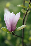 Flower Magnolia, spring floral background