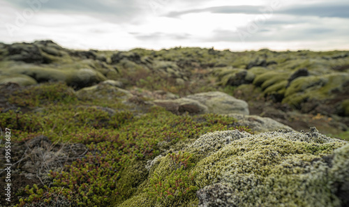  moss field over lava rocks on iceland