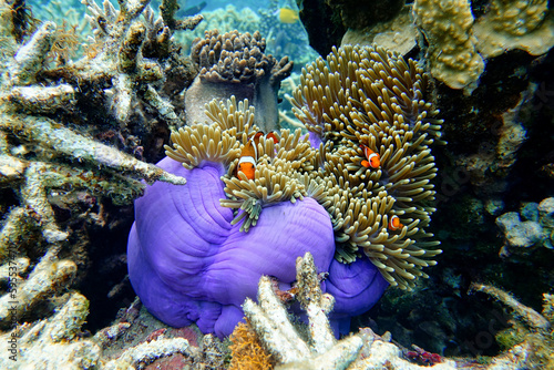  Indonesia Anambas Islands - Clownfish and Sea Anemone - Amphiprioninae