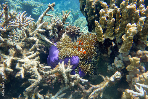 Fototapeta Naklejka Na Ścianę i Meble -   Indonesia Anambas Islands - Clownfish and Sea Anemone - Amphiprioninae