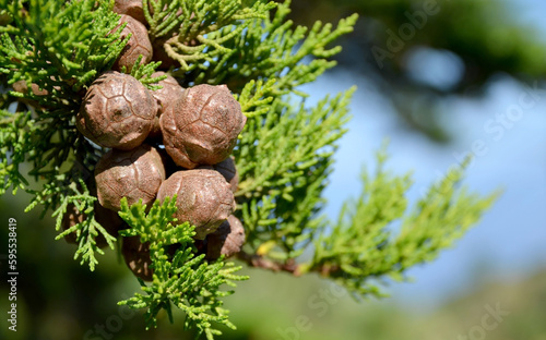 The branch of cypress tree with cones in Teno Alto muntain village,Tenerife, Canary Islands, Spain.Selective focus.  photo