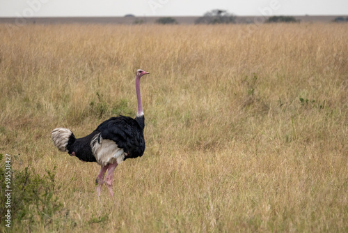 Ostrich in the savannah, Masai Mara National Park.