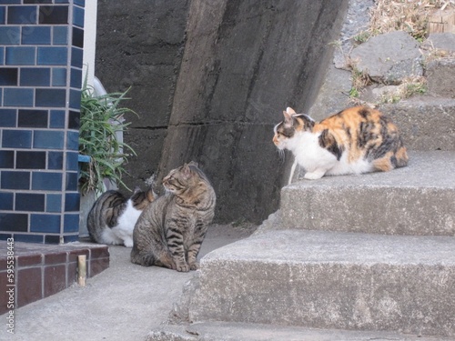 日本・江ノ島で出会った野良猫たち