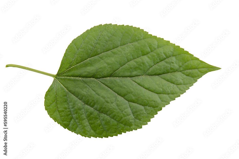 Fototapeta premium Tree, plant and fruit leaves