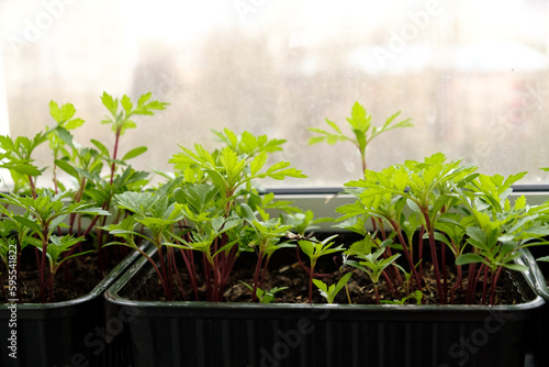 Young seedlings in pots and in a box on the balcony