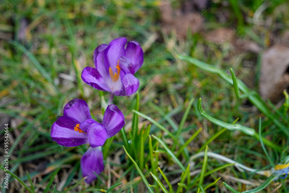 spring crocus flowers