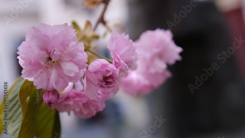 Spring cherry blossoms have always been considered something sacred
