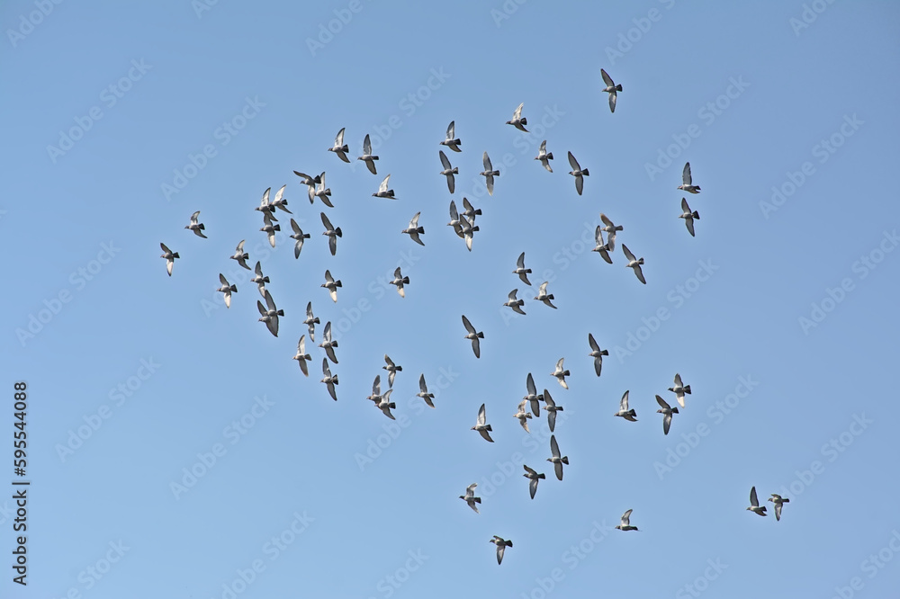 Flock of domestic pigeons flying on a blue sky - Columba livia domestica 