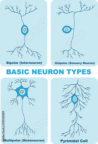 illustration of basic neuron types