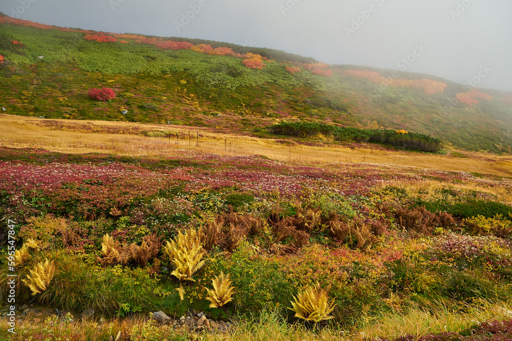 北海道　旭岳の紅葉　チングルマの群落
