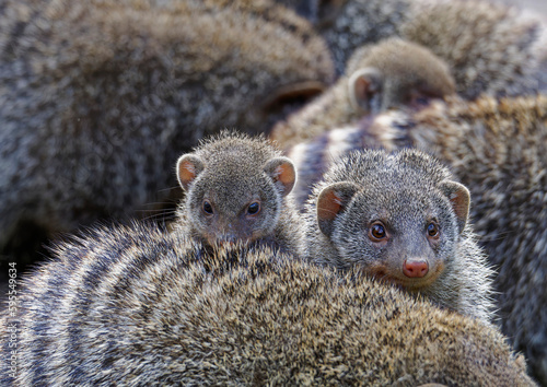 banded mongoose (Mungos mungo), family with baby