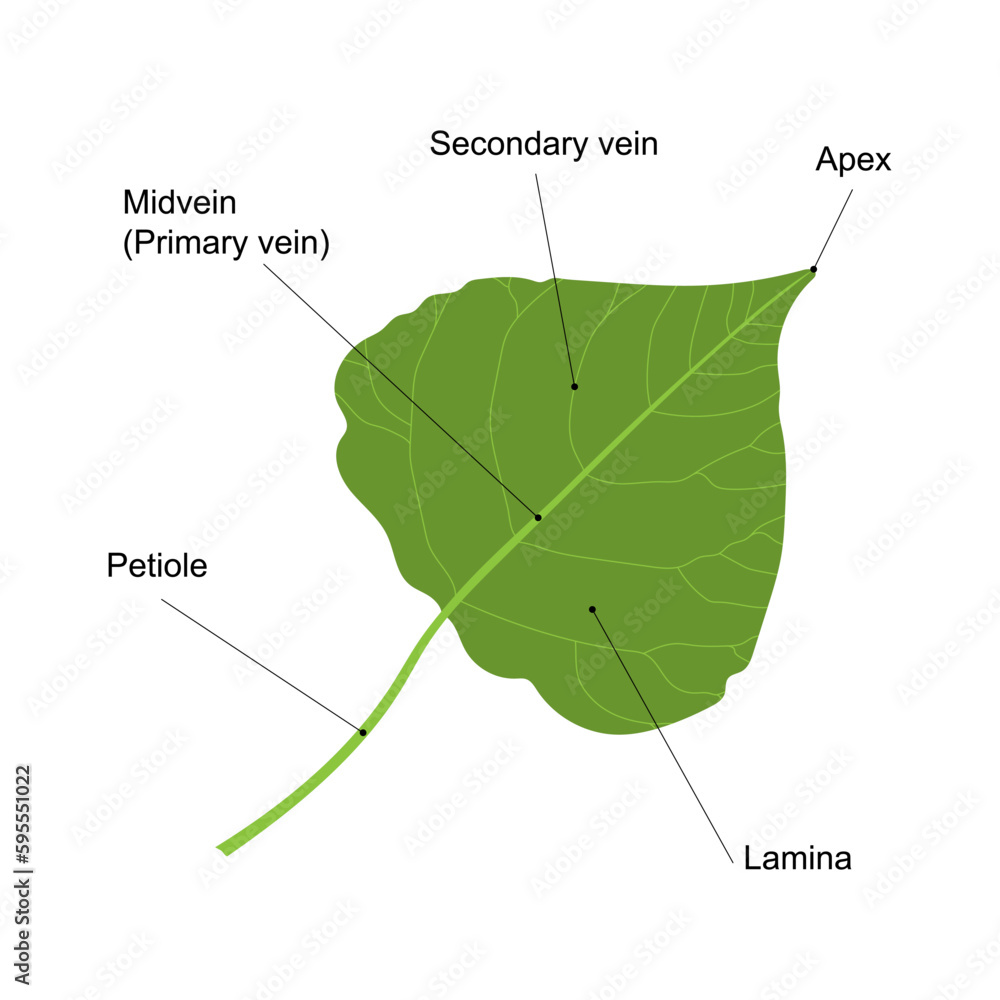 Simple Leaf Parts Of A Leaf Poplar Leaf Isolated On White Background simple-leaf-parts-of-a-leaf-poplar-leaf-isolated-on-white-background