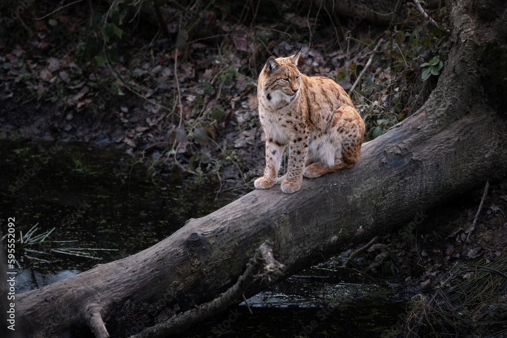 un lynx boréal assit sur un tronc d'arbre dans une forêt un lynx boréal assit sur un tronc d'arbre dans une forêt