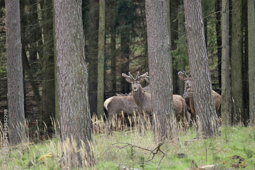 Rothirsche mit Bastgeweih in freier Natur Rothirsche mit Bastgeweih in freier Natur