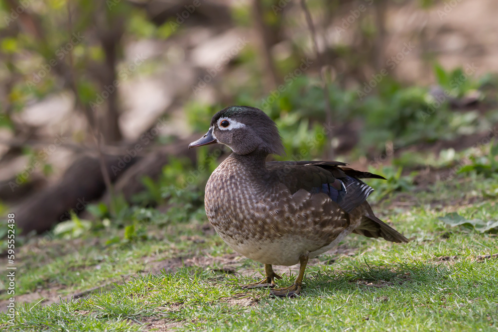 Female Wood Duck standing on the grass at a park. Female Wood Duck standing on the grass at a park.