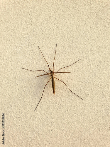 crane fly insect on wall