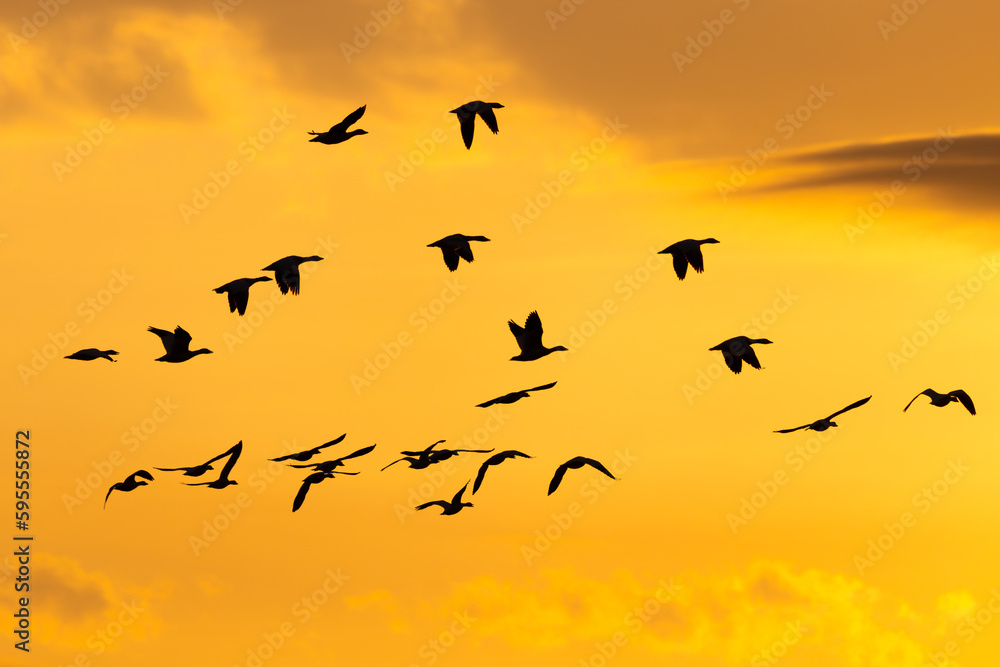Selective focus view of flock of snow geese in flight seen in silhouette against a yellow sky at sunrise, Quebec City, Quebec, Canada Selective focus view of flock of snow geese in flight seen in silhouette against a yellow sky at sunrise, Quebec City, Quebec, Canada