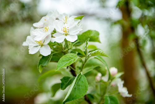 Apple tree Blossom Flowers