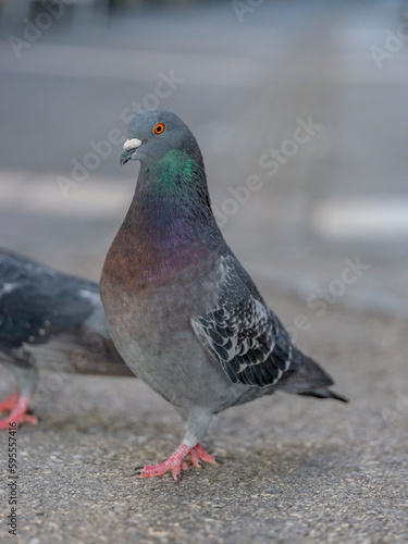 Pigeon
Pigeon biset
Columba livia