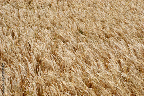 Detailed view of dry wheat in a field