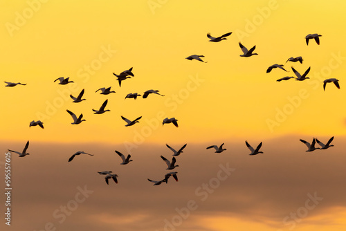 Selective focus view of flock of snow geese in flight seen in silhouette against a yellow sky with a band of clouds at sunrise, Quebec City, Quebec, Canada