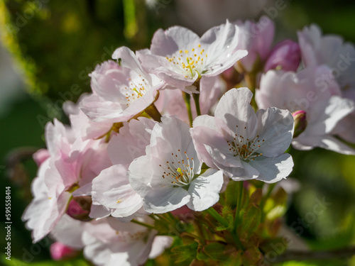 Frühling im Garten