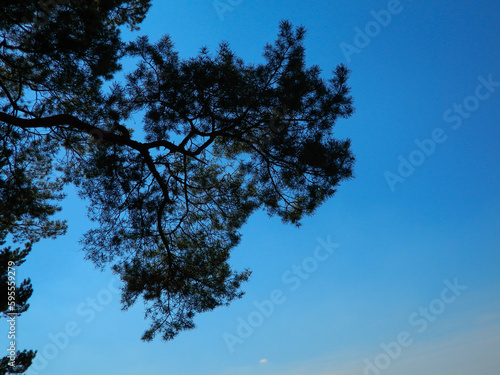 tree and sky