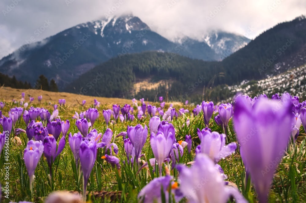 The most popular mountain valley in Poland in spring. Purple crocuses in a clearing in the Chocholowska Valley in the Western Tatras, Poland. Photo with a shallow depth of field. The most popular mountain valley in Poland in spring. Purple crocuses in a clearing in the Chocholowska Valley in the Western Tatras, Poland. Photo with a shallow depth of field.