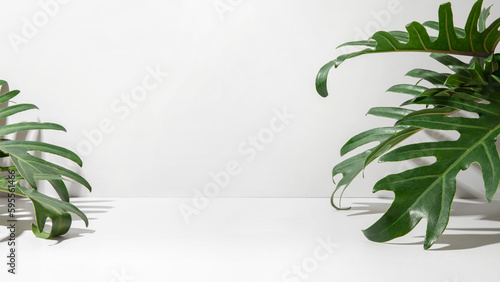 Green leaves on white background. Blank space for text or product display.