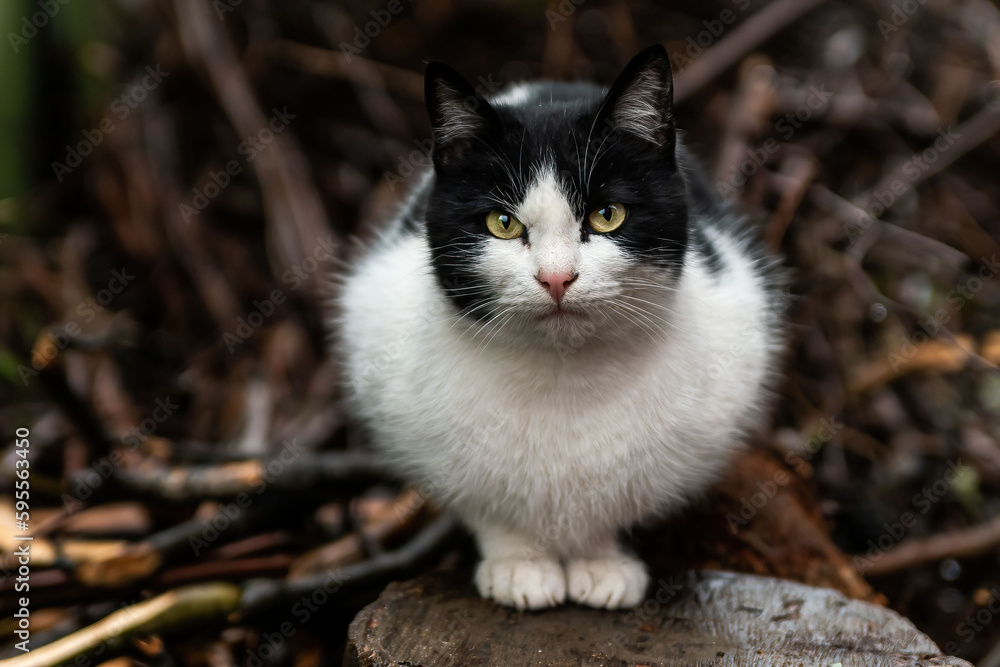 black and white cat on the ground