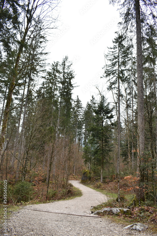 Fototapeta premium Wald-Berchtesgaden-Alpen-Deutschland-Bäume