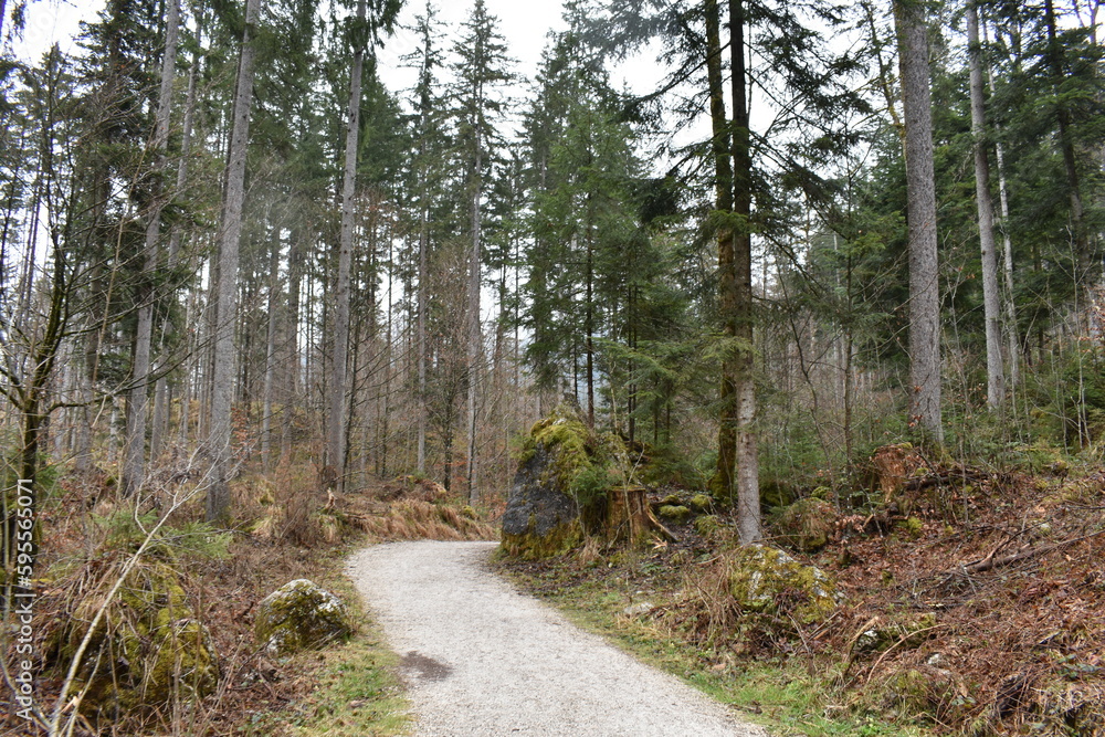 Wald-Berchtesgaden-Alpen-Deutschland-Bäume Wald-Berchtesgaden-Alpen-Deutschland-Bäume